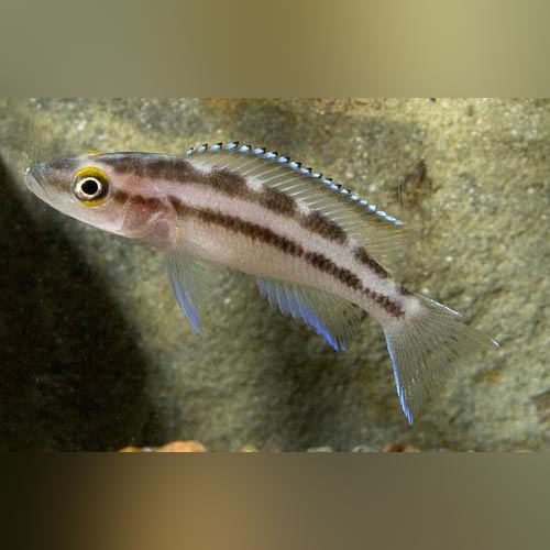 African Cichlids Fish Breed Information And Pictures
