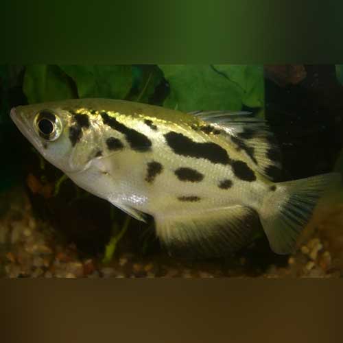 Burmese Archer Fish for sale – AquariumFish.com