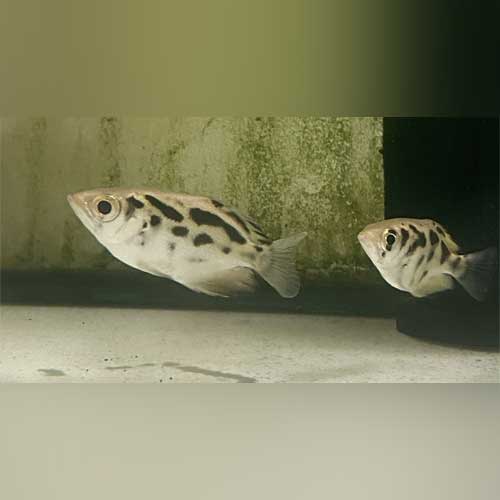 Burmese Archer Fish for sale – AquariumFish.com