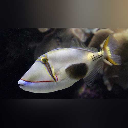 Triggerfish – AquariumFish.com