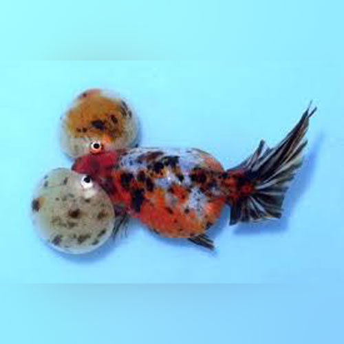 Calico Bubble Eye Goldfish