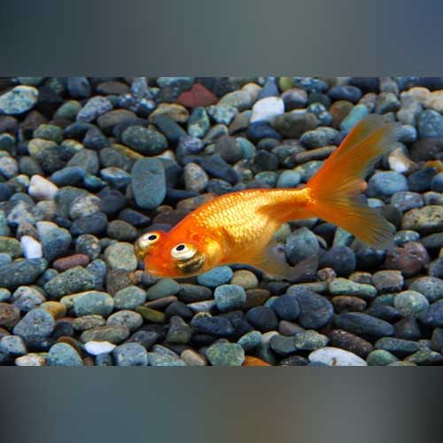 Celestial Eye Goldfish