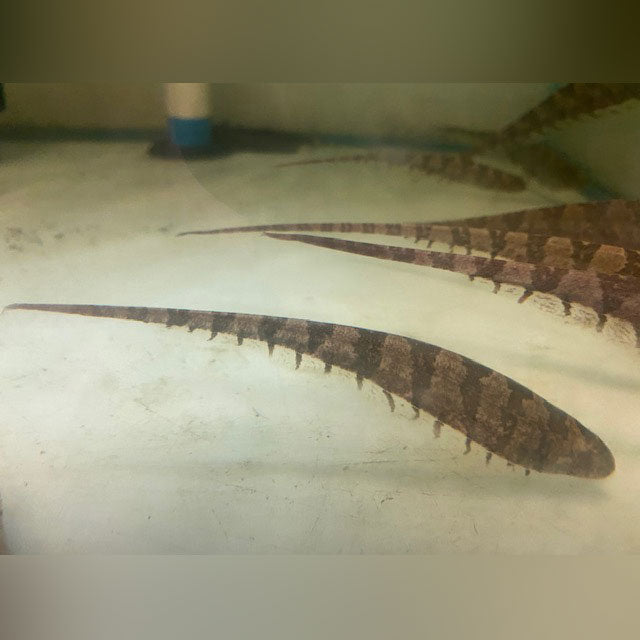 Centipede Knifefish