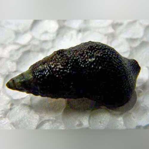 Cerith Snail for sale – AquariumFish.com