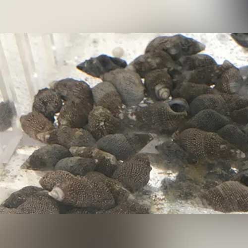 Cerith Snail for sale – AquariumFish.com