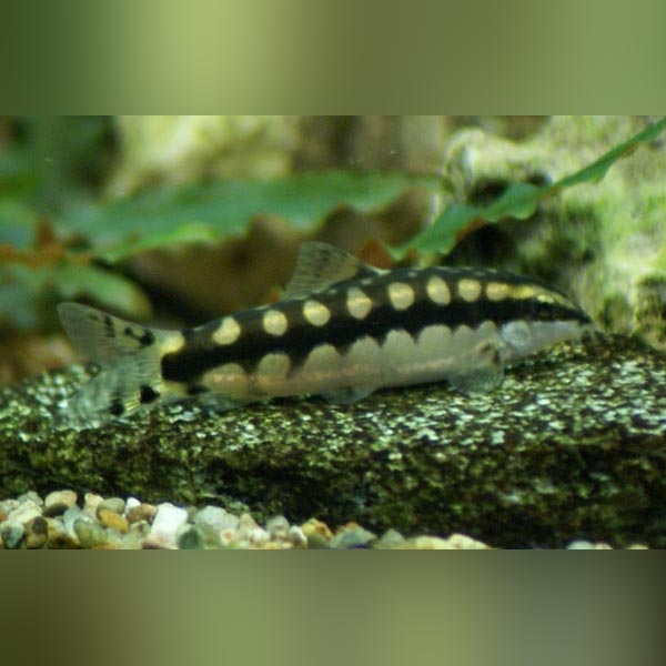 Chain Link Loach