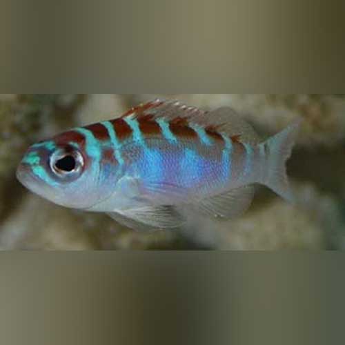Basslets – AquariumFish.com