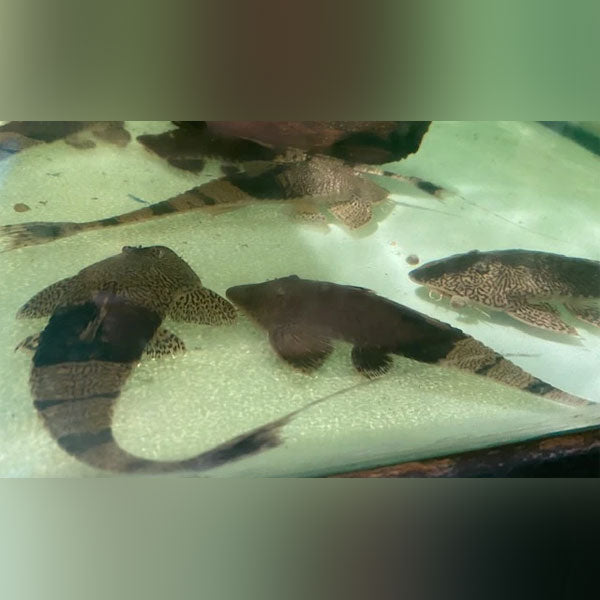 Chameleon Whiptail Catfish for sale