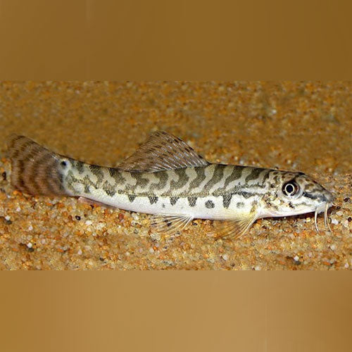 Checkerboard Loach