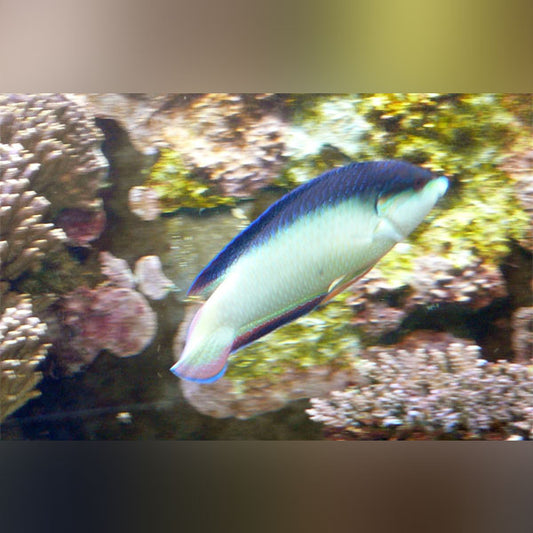 Wrasse