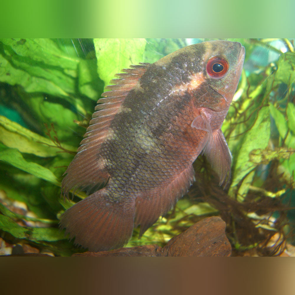 Chocolate Cichlid