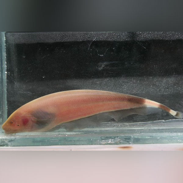 Chocolate Ghost Knifefish