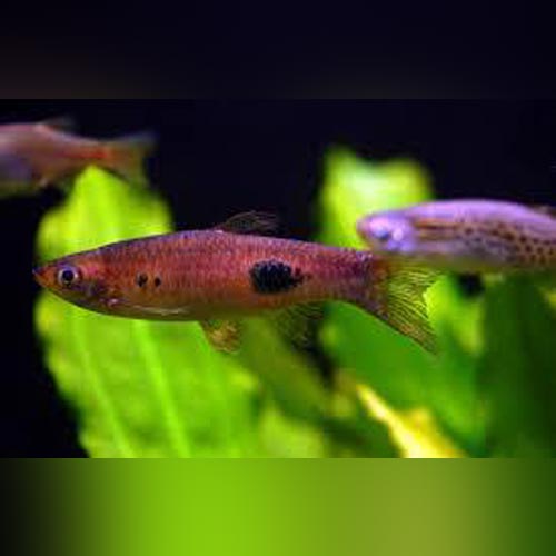 Clown Rasbora