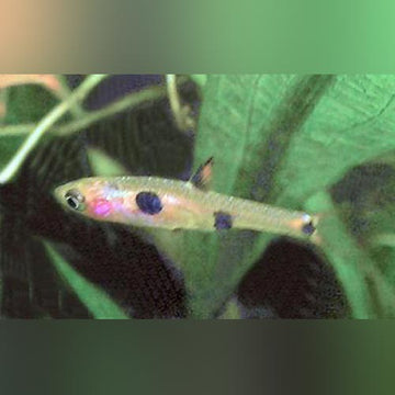 Rasboras for Sale | AquariumFish.com
