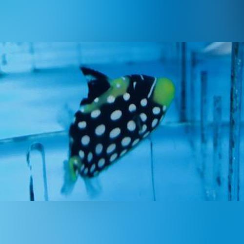 Clown Triggerfish