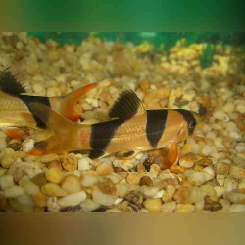 Clown Loach for sale