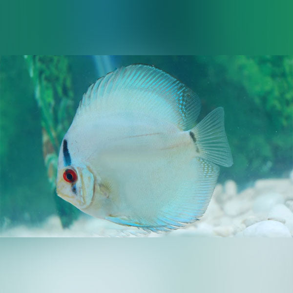 Cobalt Discus