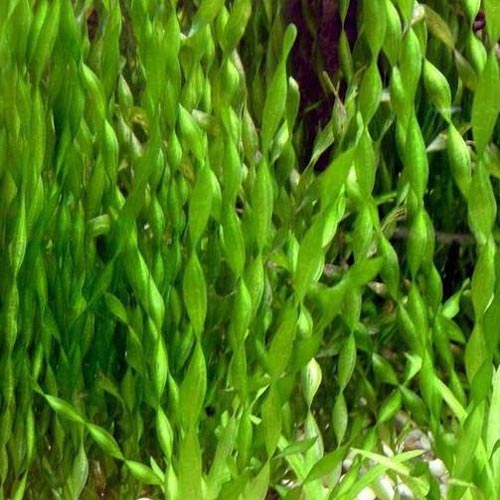 Contortion vallisneria for sale – AquariumFish.com
