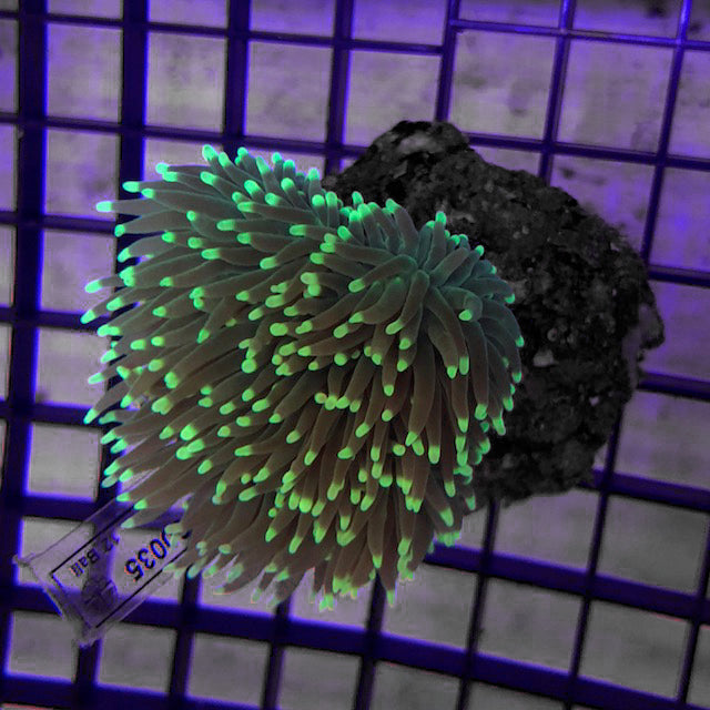 Metallic Green Frag Torch Coral for sale – AquariumFish.com