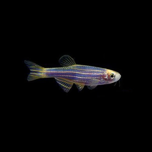 Cosmic Blue Glofish Danio