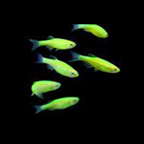 Electric Green Glofish Danio