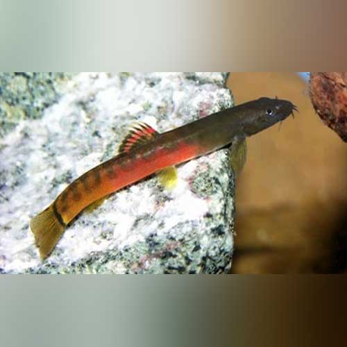 Crimson Loach for sale – AquariumFish.com