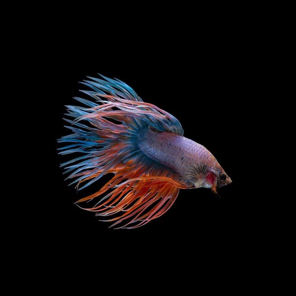 Crowntail Betta