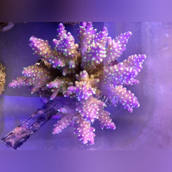 Cultured Acropora 2nd Grade