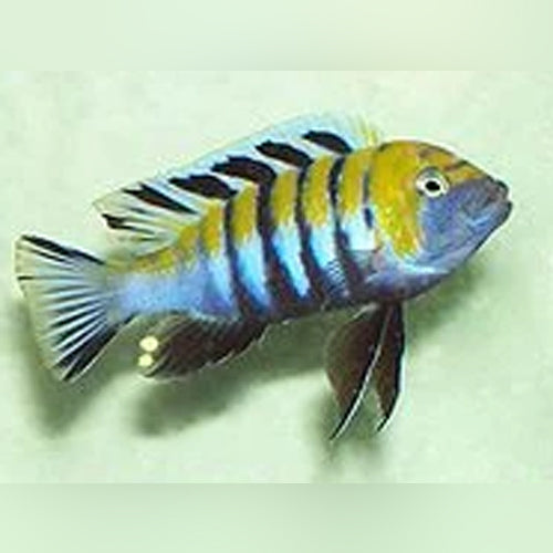 Cynotilapia Afra Jalo Reef For Sale – Aquariumfish.com