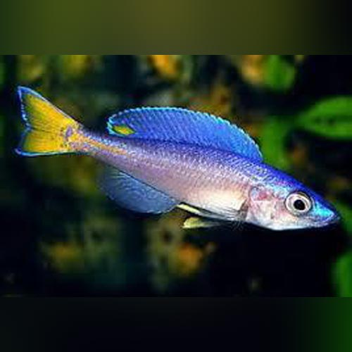 Cyprichromis leptosoma kitumba