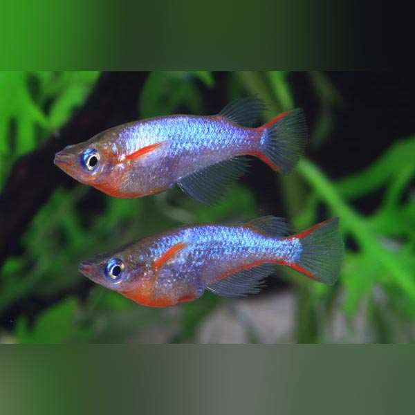 Daisy's Blue Ricefish for sale – AquariumFish.com