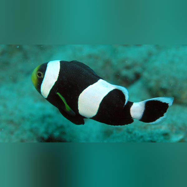 Darwin Clownfish for sale – AquariumFish.com