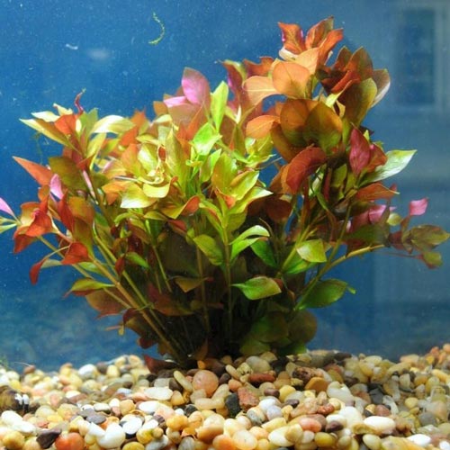 All Products – AquariumFish.com