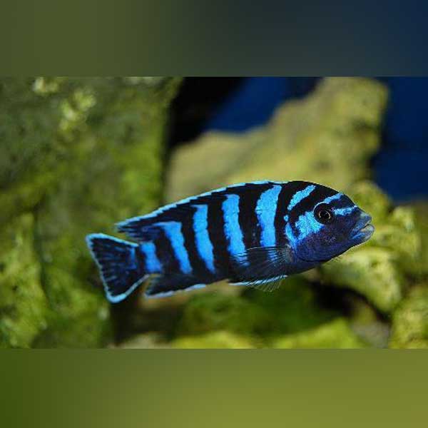 Demasoni Cichlid