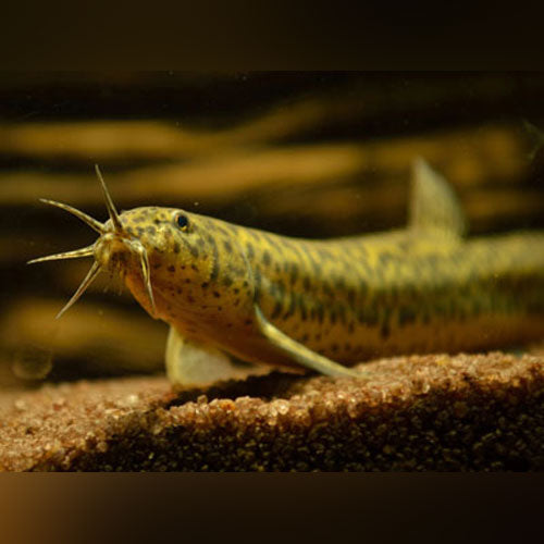 Loaches for sale – AquariumFish.com