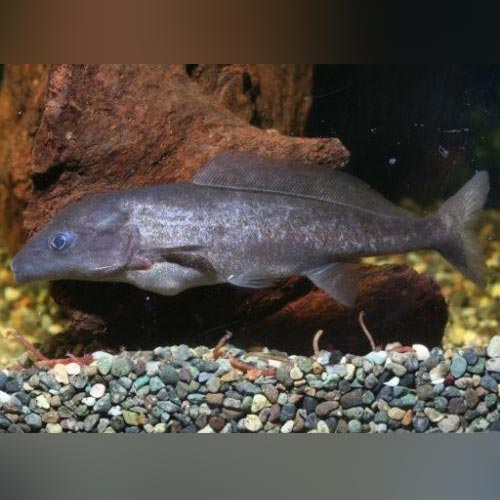 Dolphin Fish for sale – AquariumFish.com
