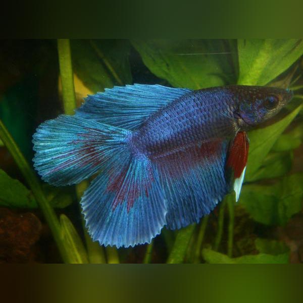 Double Tail Veil Betta - Male