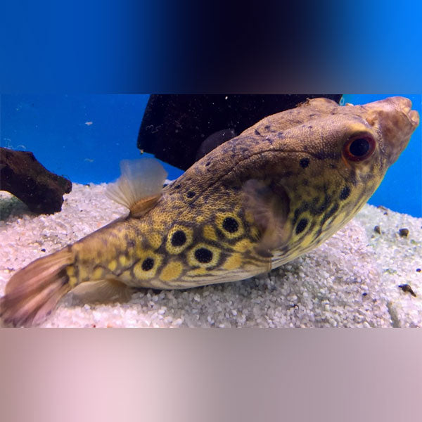 Dragon Puffer