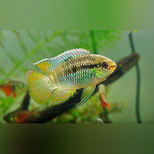 Dwarf Flag Acara
