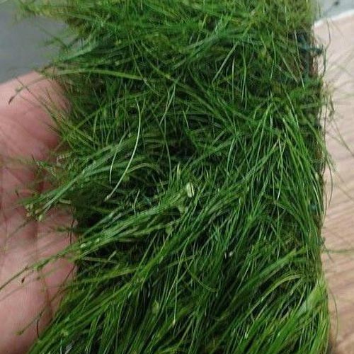 Dwarf Hairgrass Potted