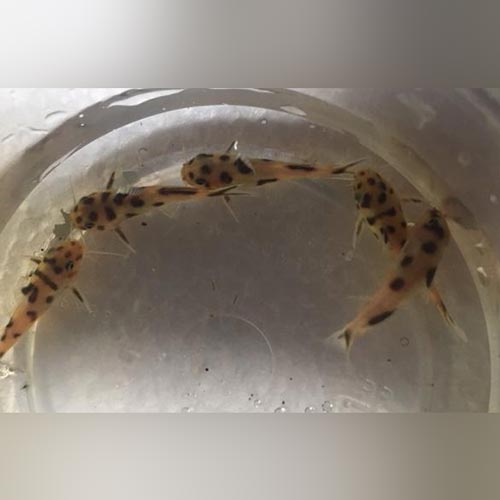 Dwarf Polli Catfish for sale – AquariumFish.com