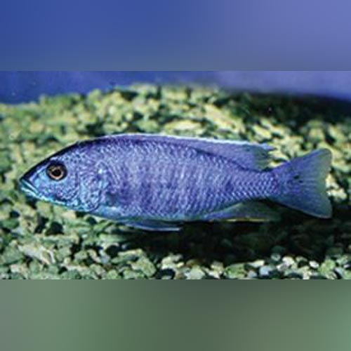 Electric Blue Cichlid