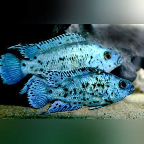 Electric Blue Jack Dempsey Cichlid