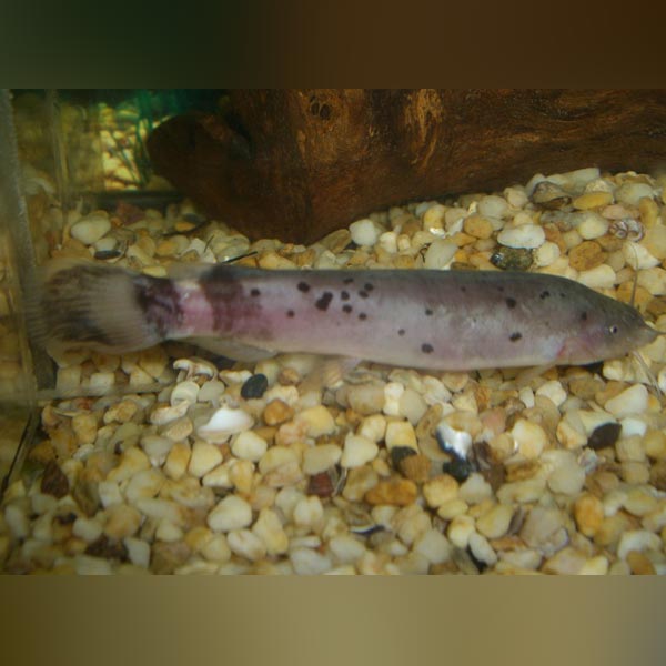 Electric Catfish for sale