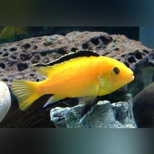 Electric Yellow Cichlid