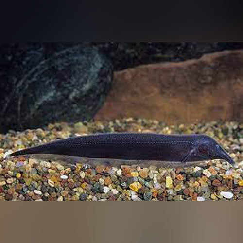 Elephant Nose Knifefish