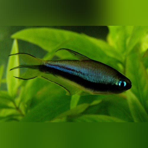 Emperor Tetra