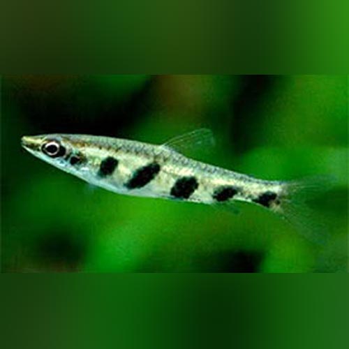 Espei Pencilfish