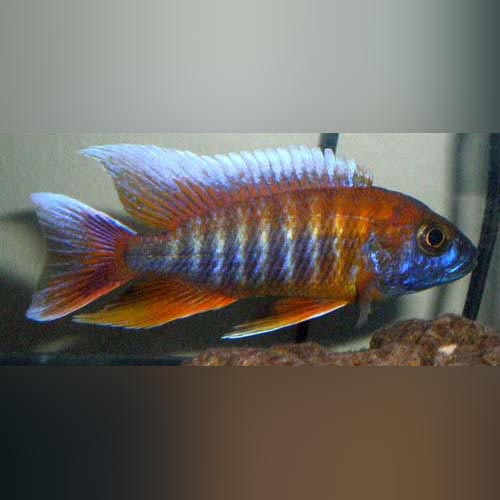 Peacock Cichlid Eureka