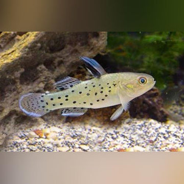 Freshwater Gobies for Sale | AquariumFish.com